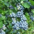 Top dressing borówek w ogrodzie wiosna, lato, jesień: rodzaje nawozów i zasady stosowania